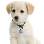 Square Pet ID Tag